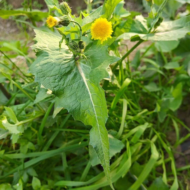 Sow Thistle