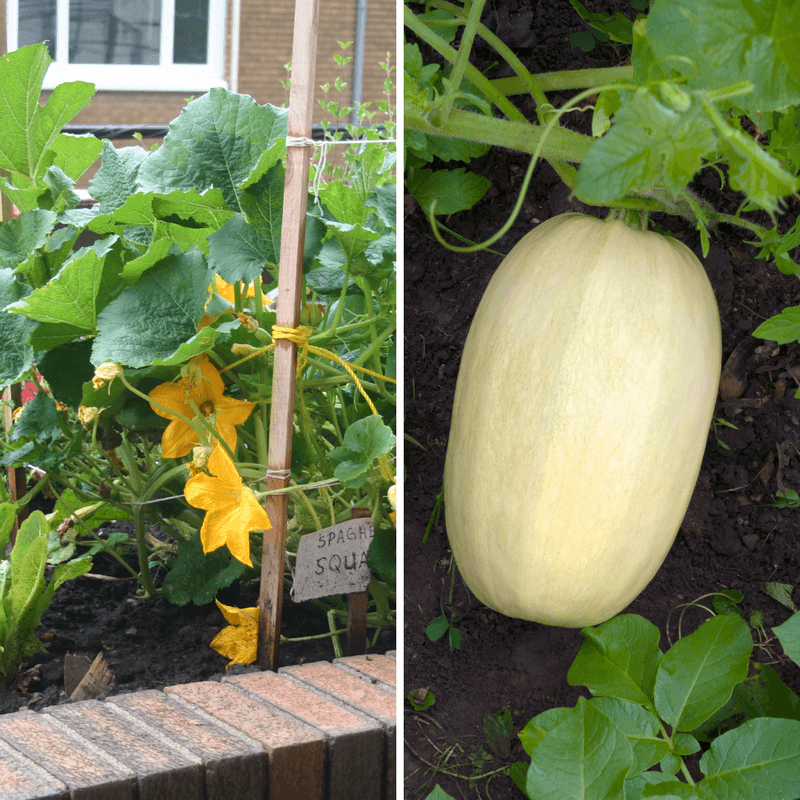 Spaghetti Squash