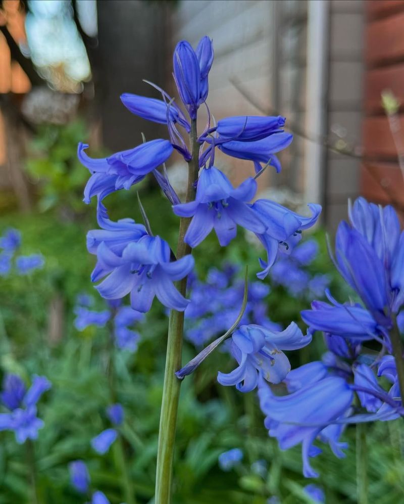 Spanish Bluebells