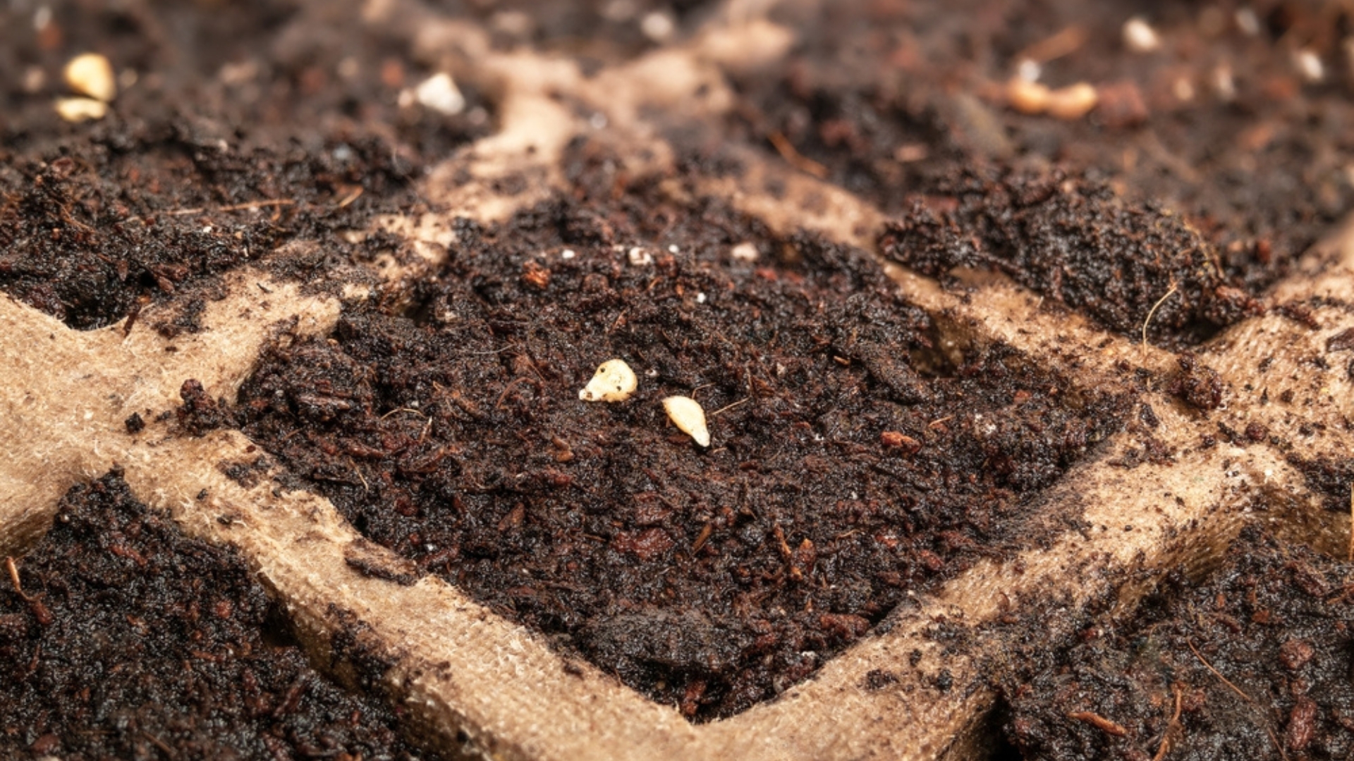 seed starting in a tray