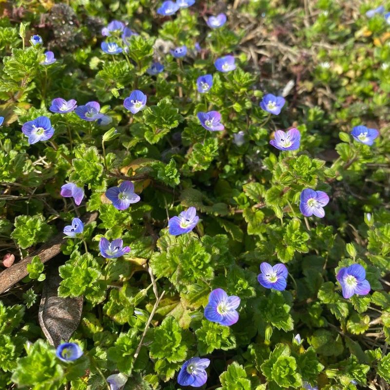 Speedwell