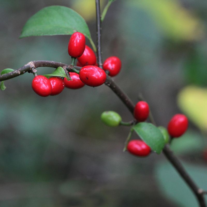 Spicebush