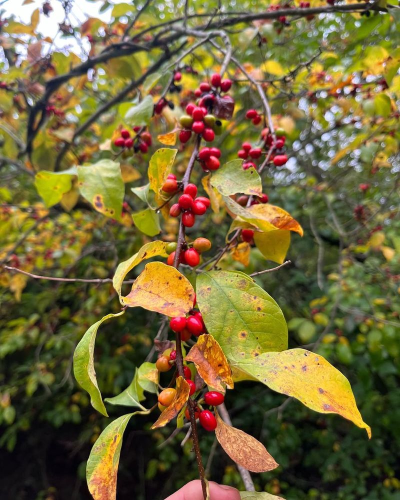 Spicebush