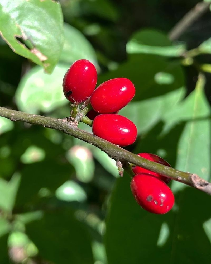 Spicebush