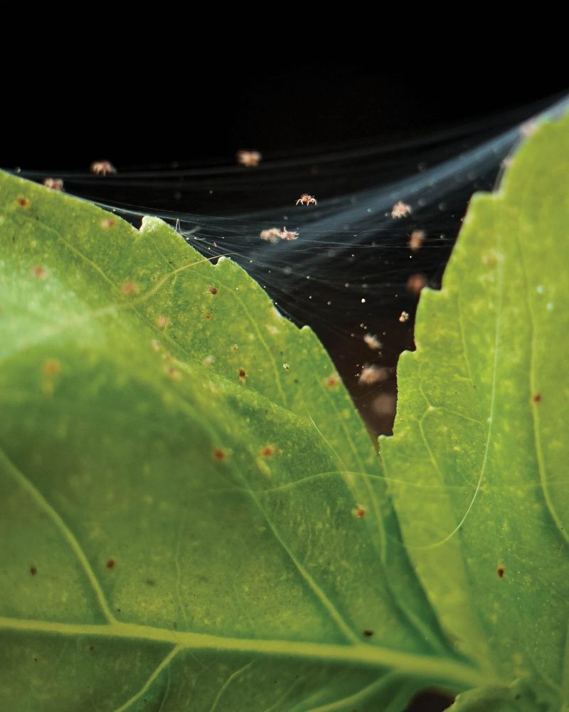 Spider Mites