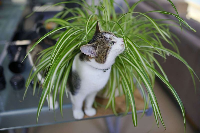 Spider Plant