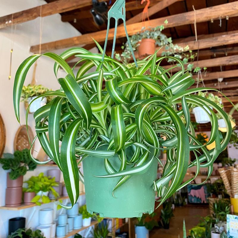 Spider Plant