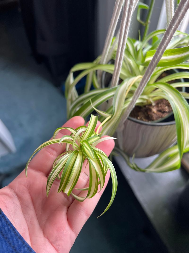 Spider Plant