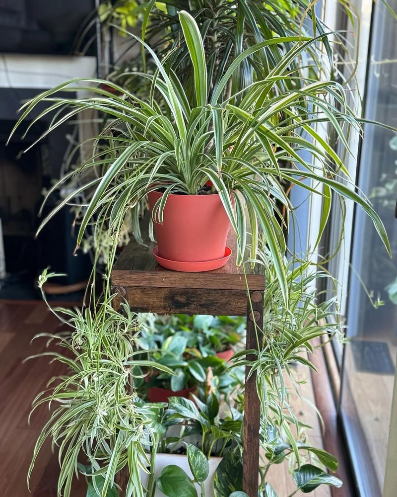 Spider Plant (Super Easy To Grow)