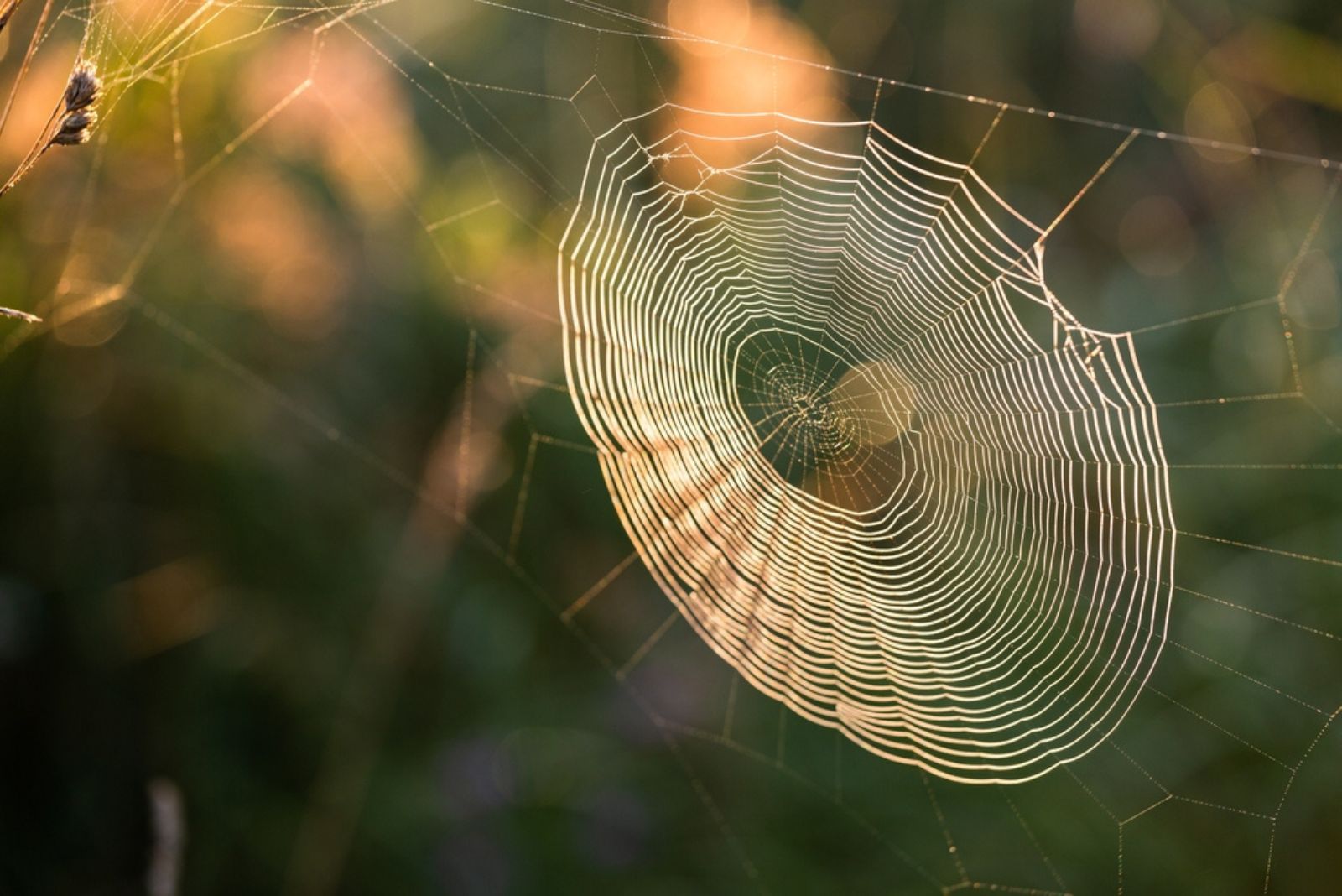 Spider Silk