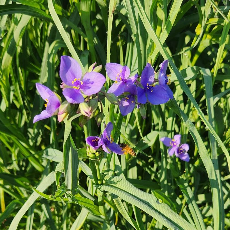 Spiderwort (Tradescantia)