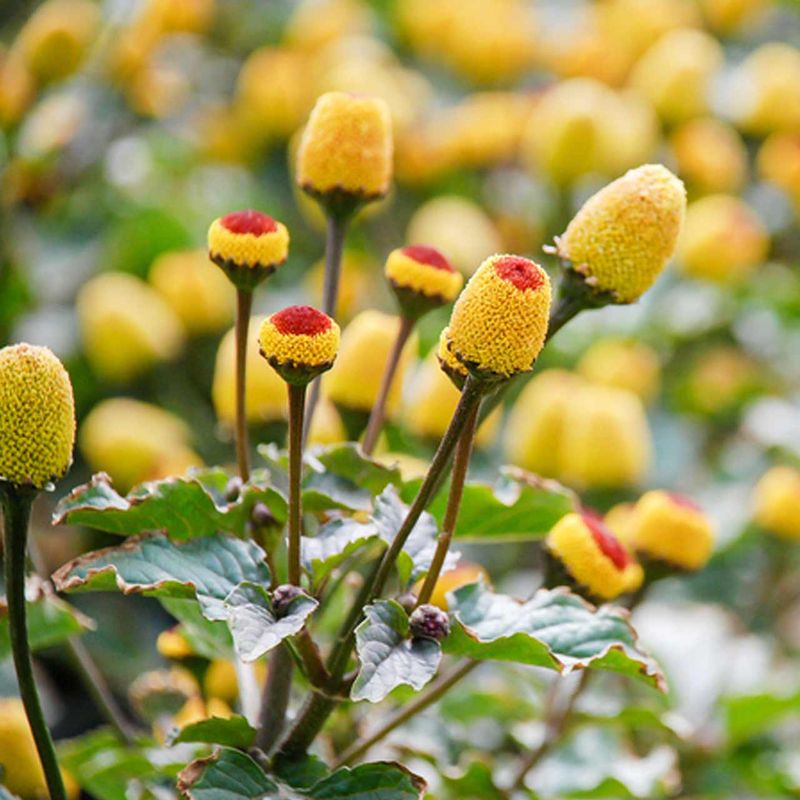 Spilanthes