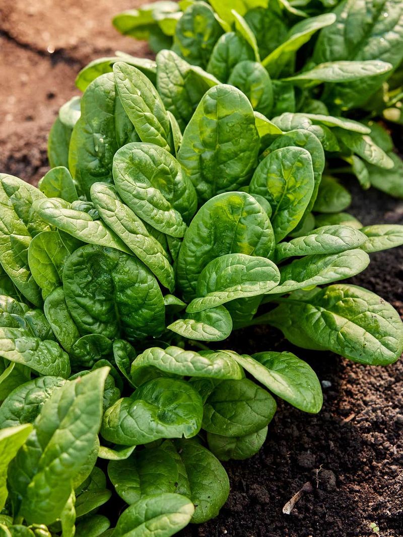 Spinach 'Bloomsdale Longstanding'