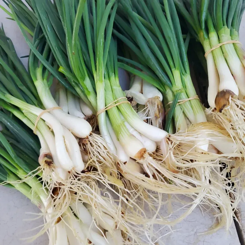 Green Onions