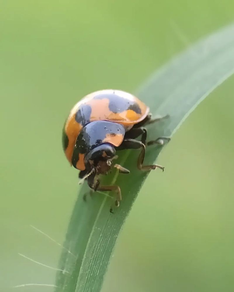 Spined Soldier Bug