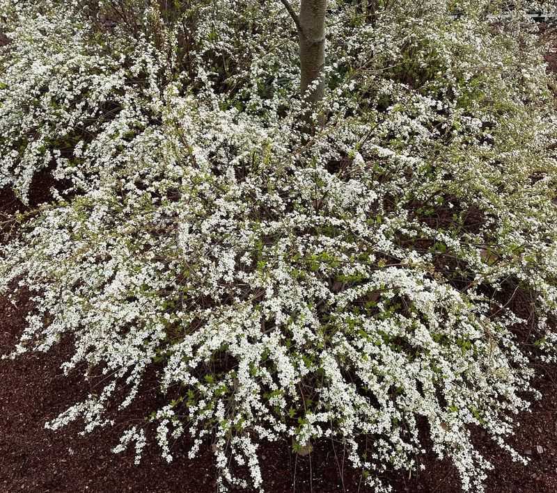 Spiraea thunbergii