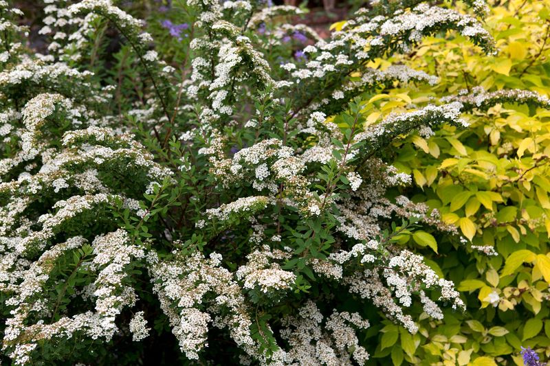 Spirea