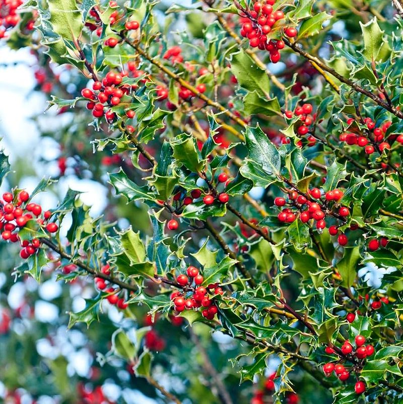 Holly (Ilex aquifolium)