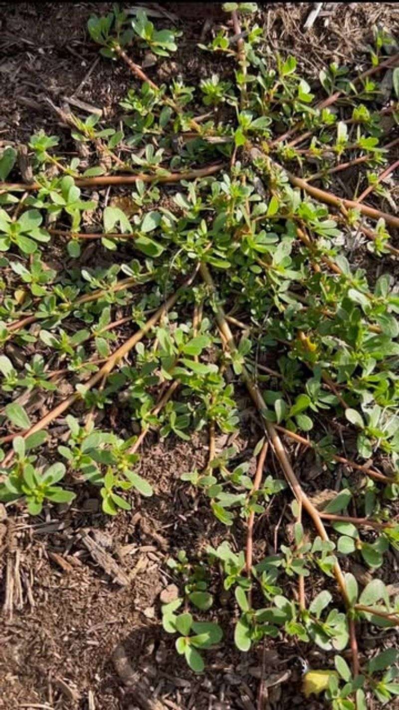 Spotted Spurge