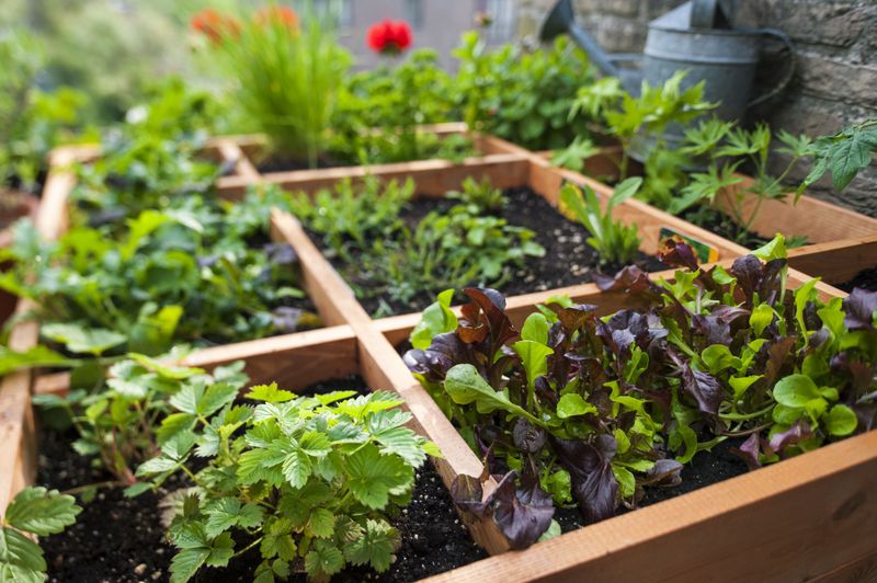 Square Foot Garden