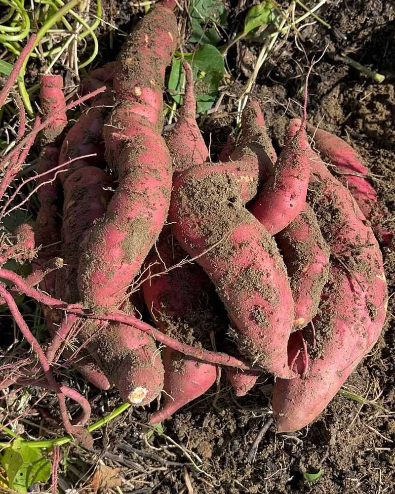 Sweet Potatoes