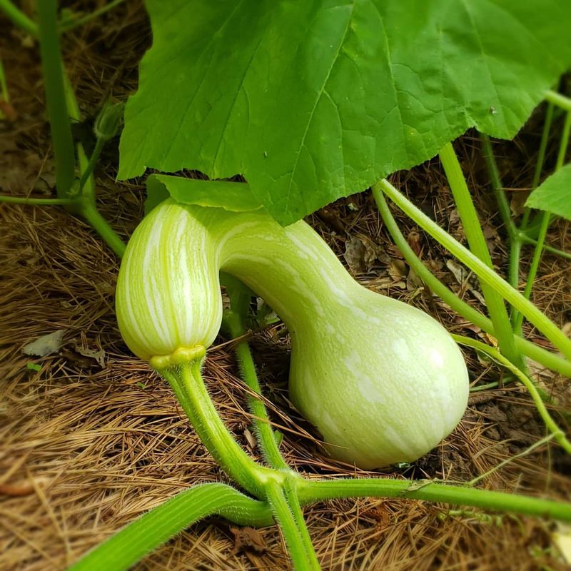 Squash