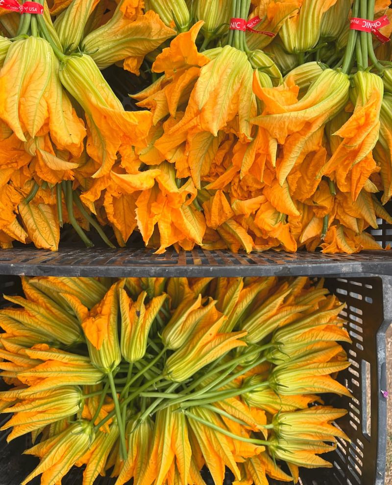 Squash Blossoms