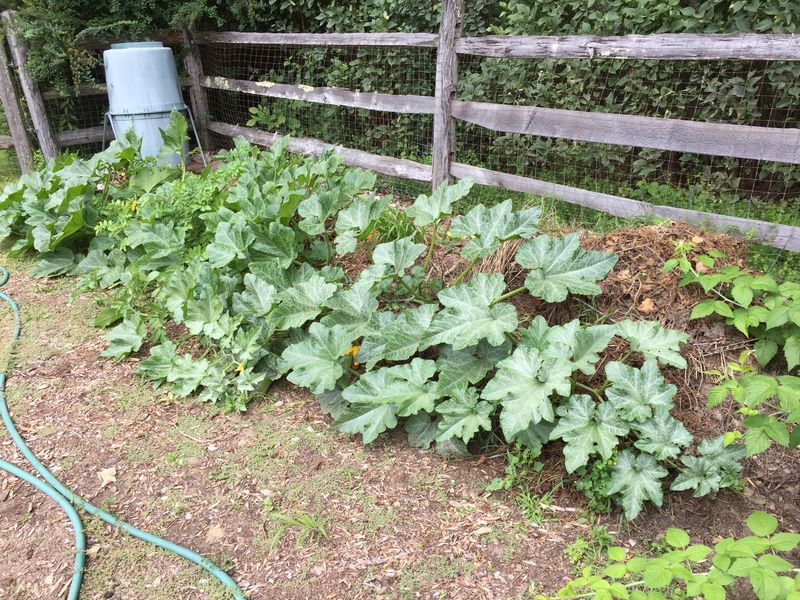 Squash and Potatoes