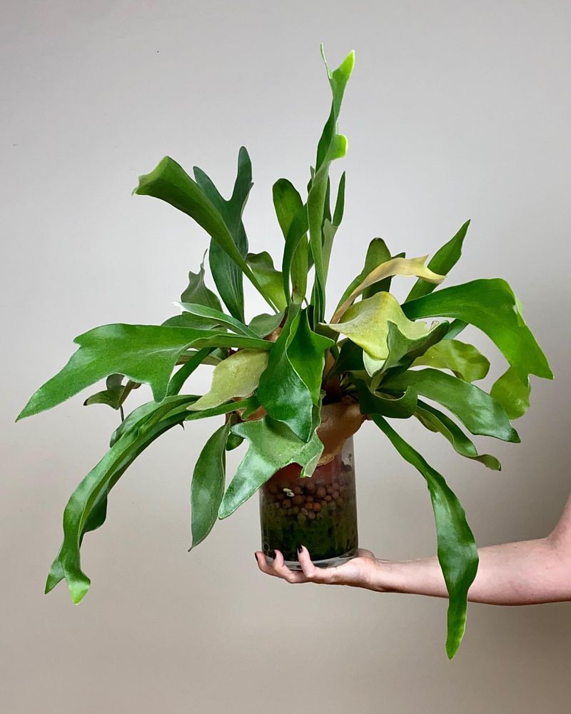 Staghorn Fern