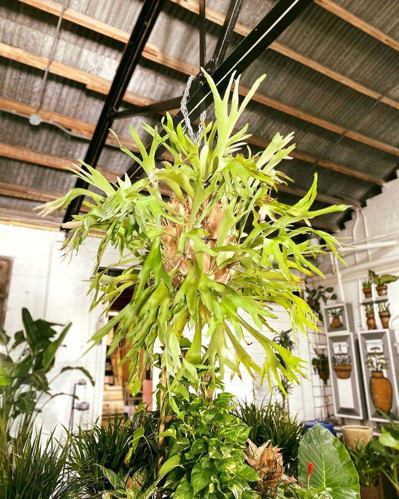 Staghorn Fern