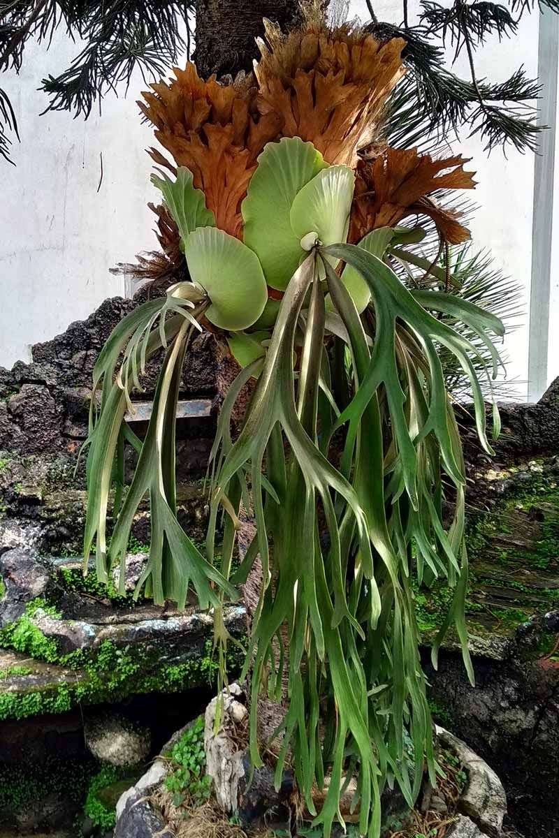 Staghorn Fern