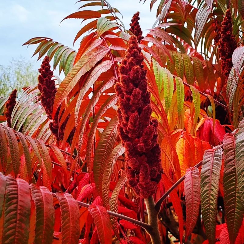 Staghorn Sumac