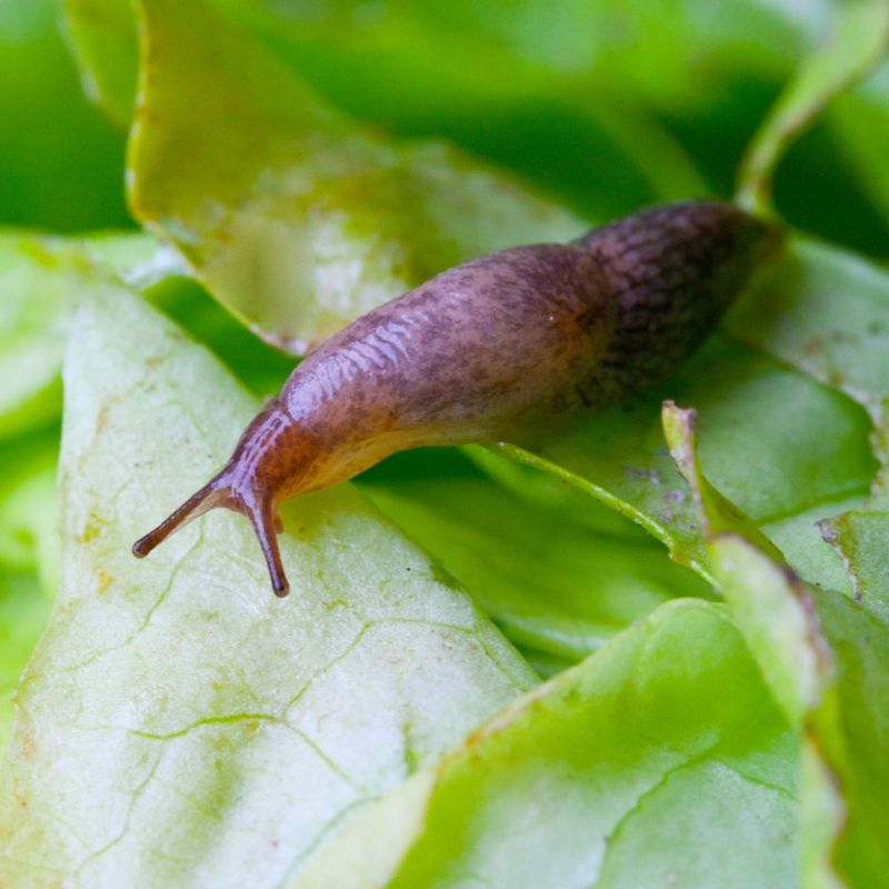 Stale Beer for Slug Traps