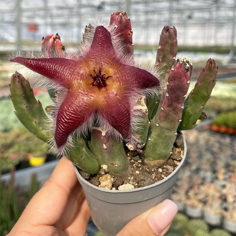 Stapelia Grandiflora