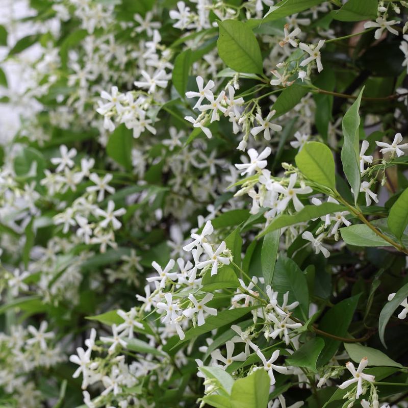 Star Jasmine