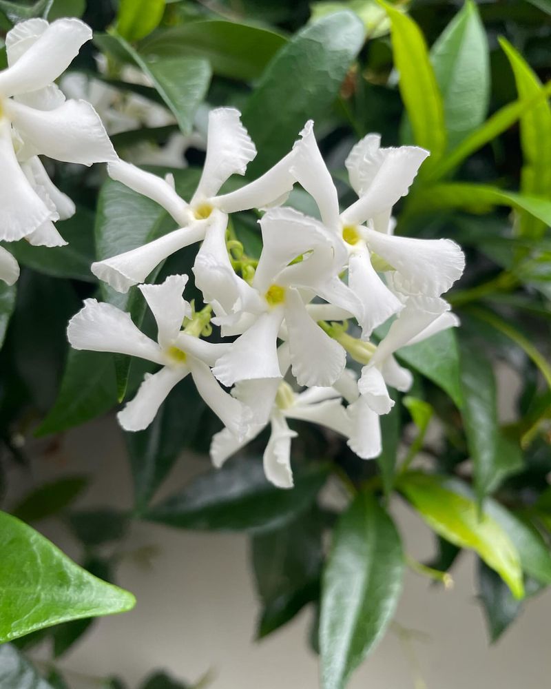 Star Jasmine