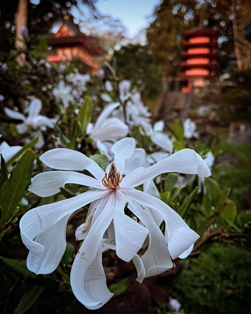 Star Magnolia