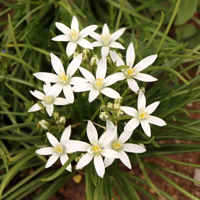 Starflower