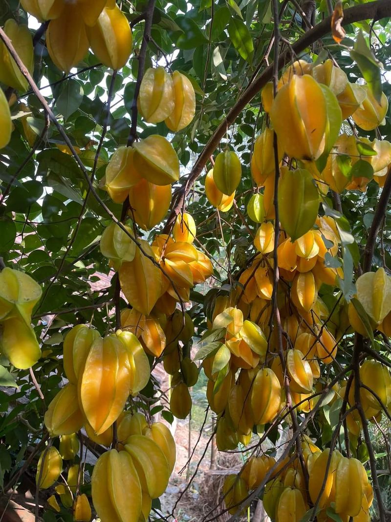 Starfruit Tree