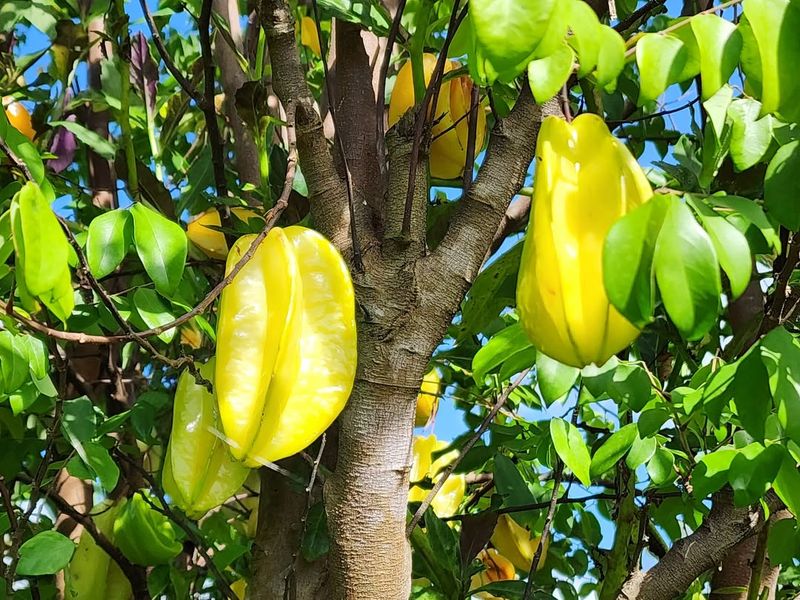 Starfruit