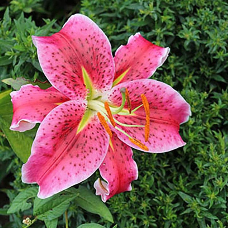 Stargazer Lily