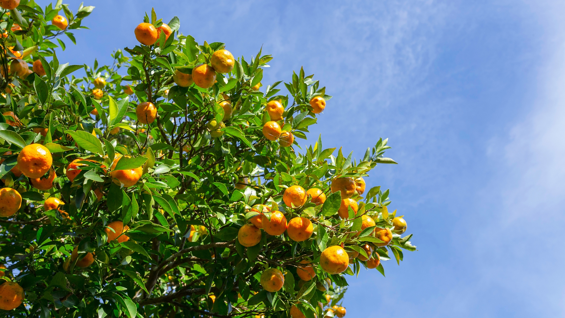 State Fruits And Their Sweet Histories