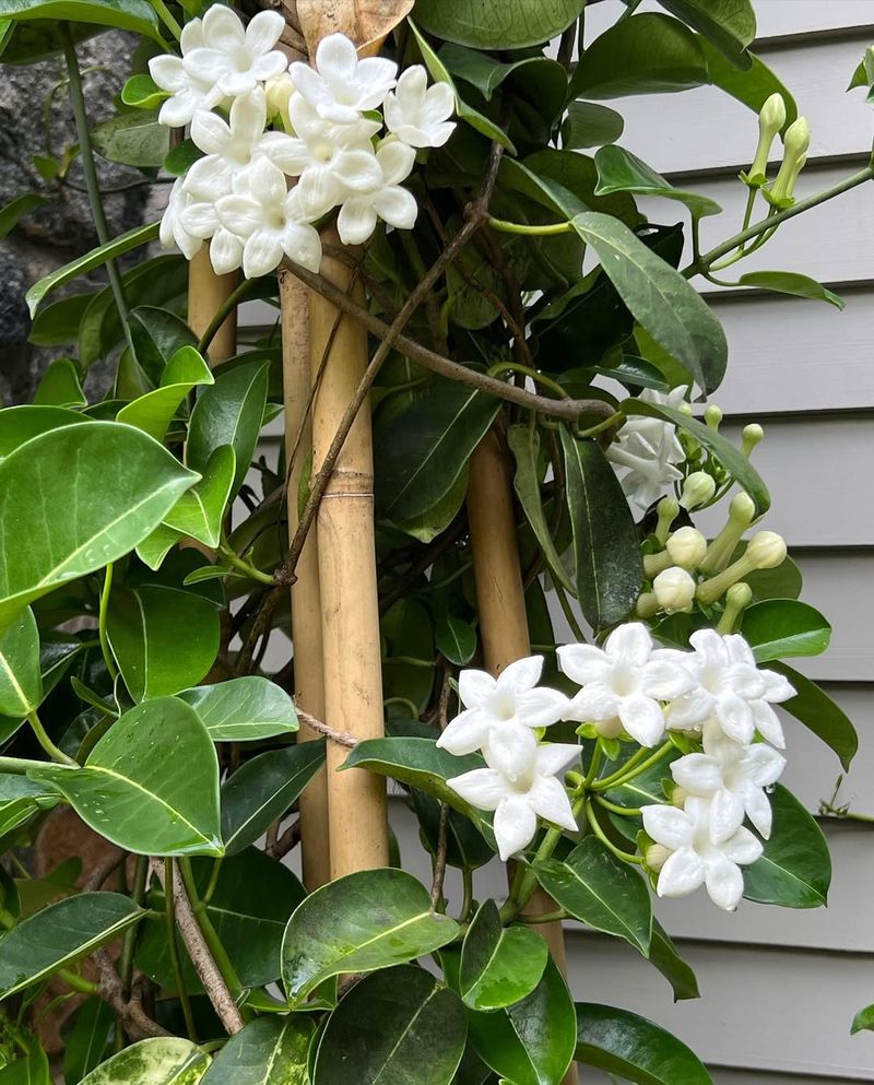 Stephanotis