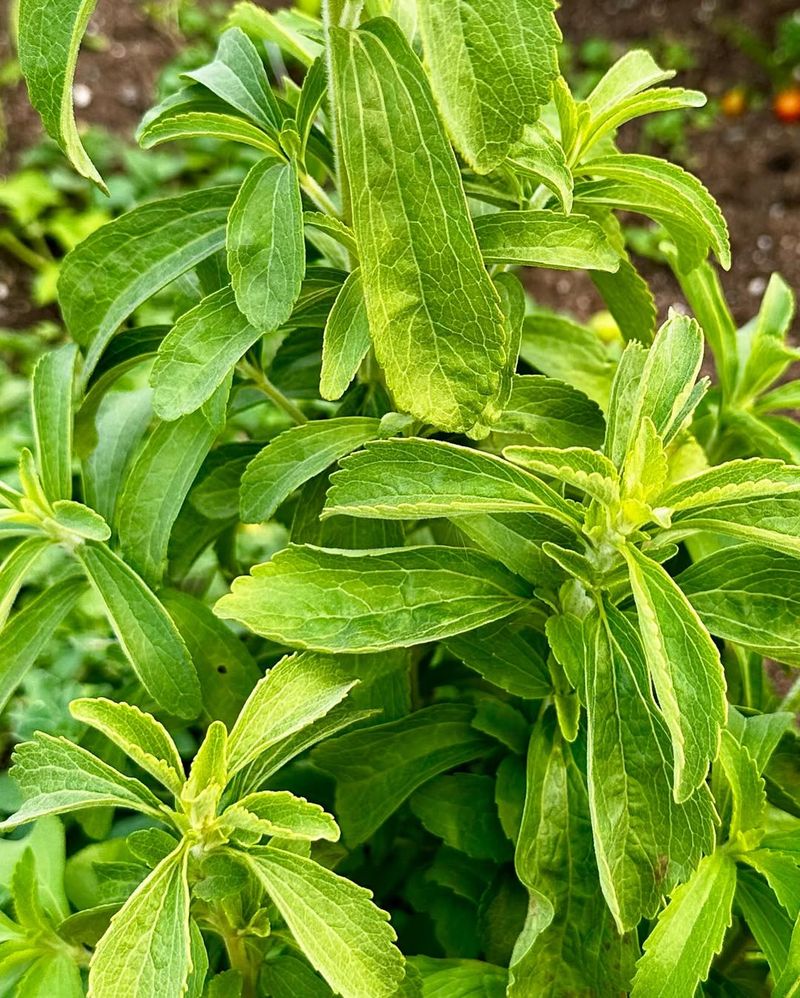 Stevia