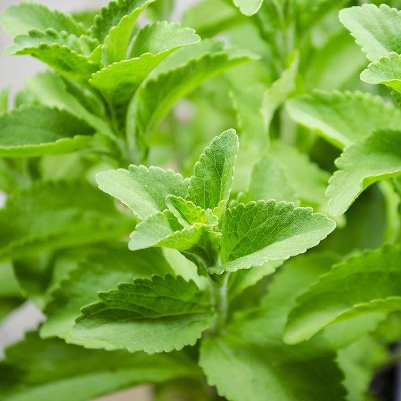 Stevia