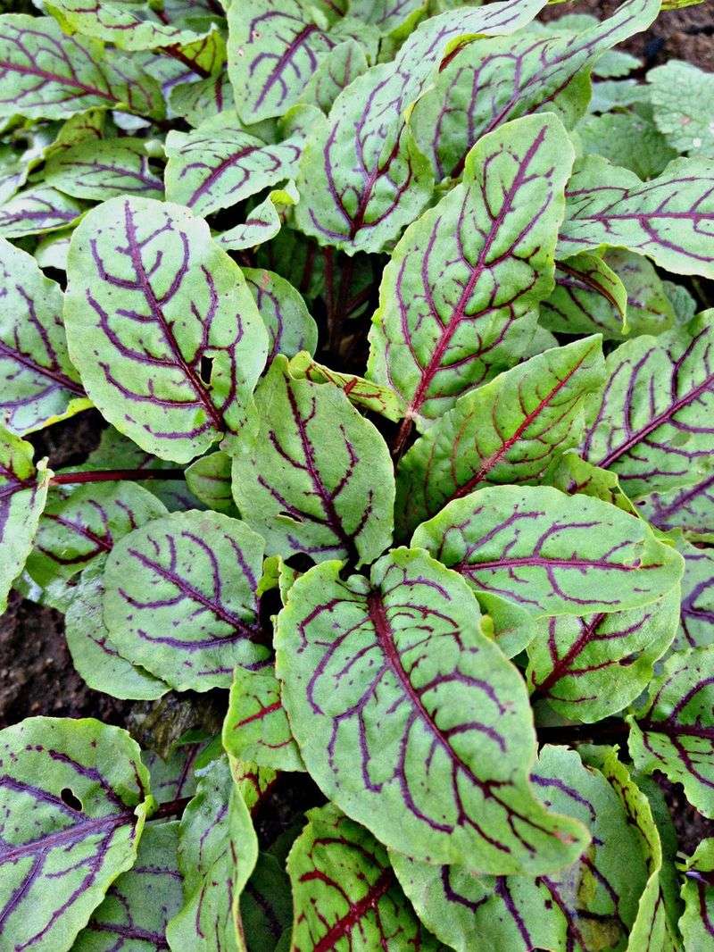 Sorrel