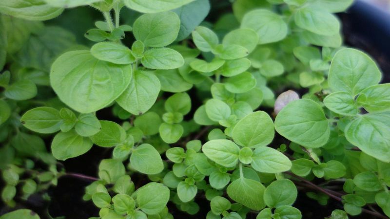 Sweet Marjoram