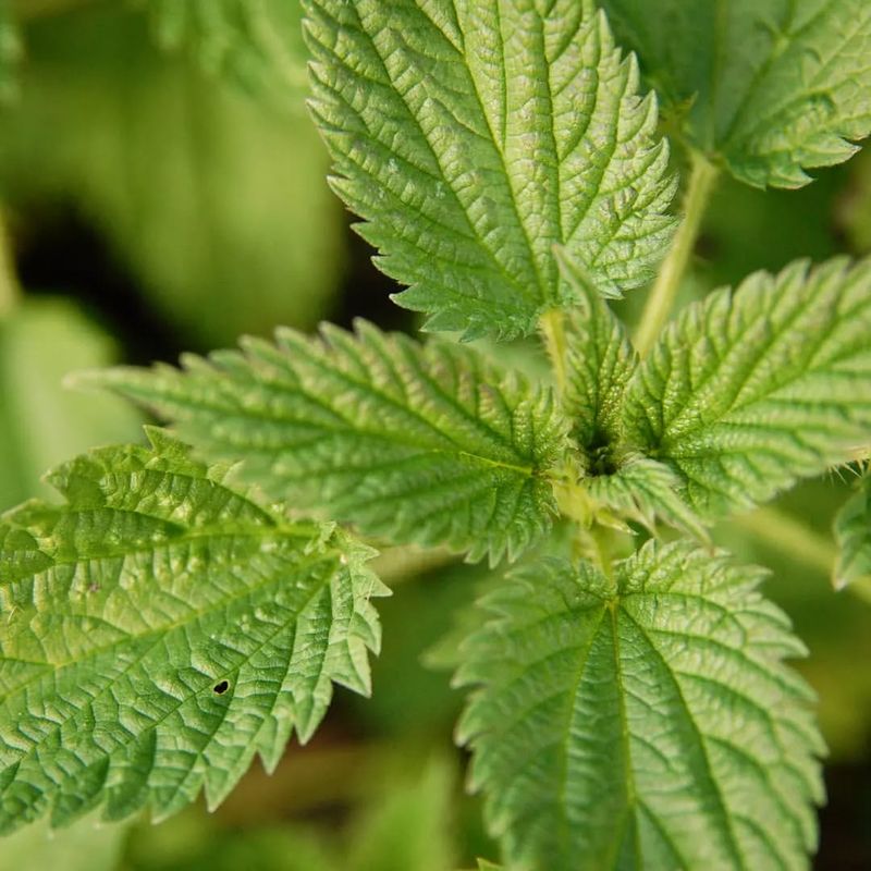 Stinging Nettle