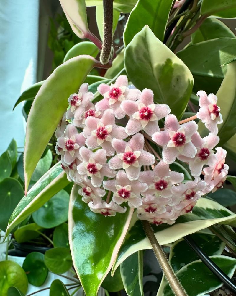 Hoya Carnosa