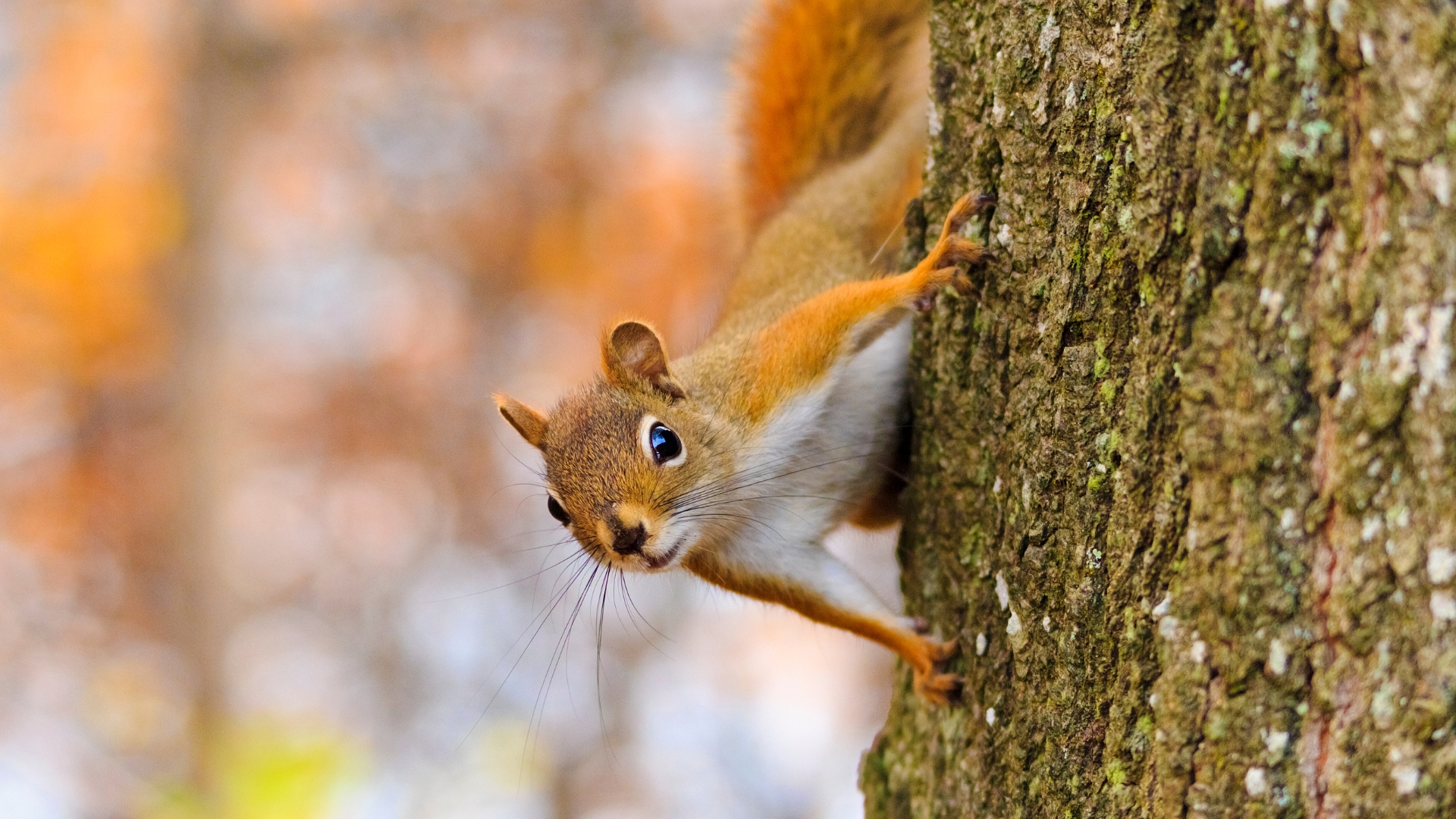 squirrel on the tree